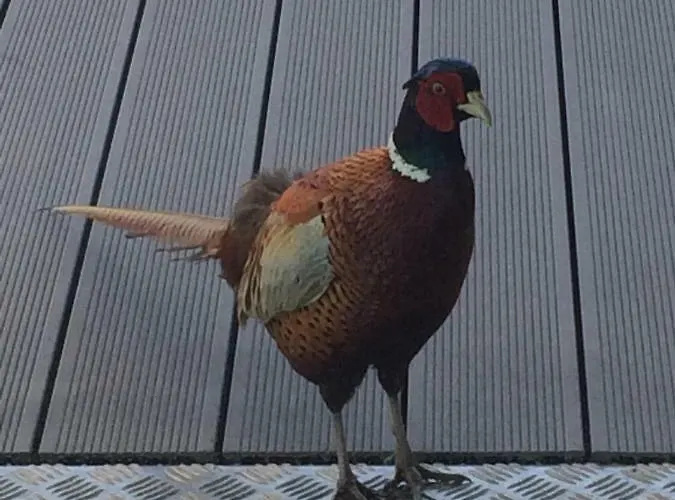 - Restaurant La Claire Foret Morhange